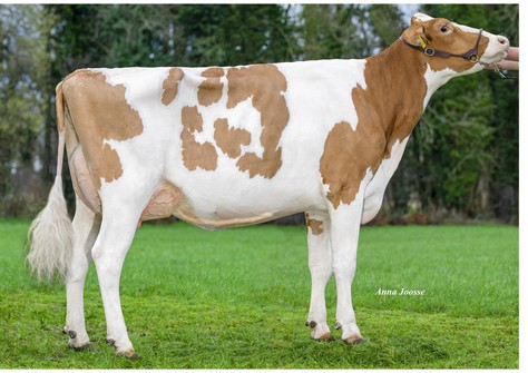 3STAR OH Monique P Red GP-84