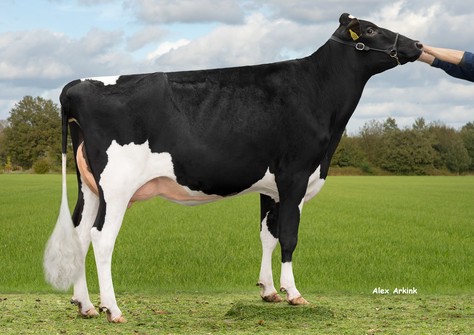 3STAR OH Reevival VG-87