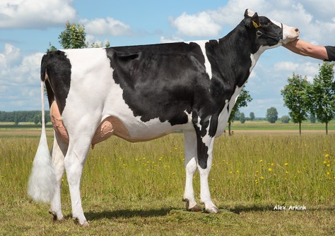 3STAR OH Shirly RDC GP-83