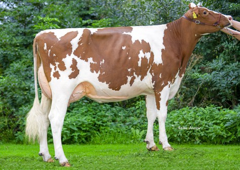 3STAR Sally Red VG-86