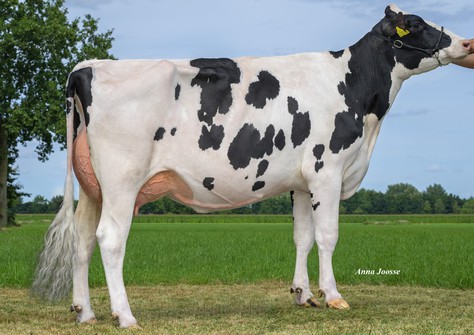 Tirsvad 3STAR Simon Muscat P VG-86