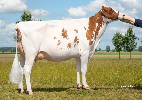 3STAR TV Ambie P Red VG-85