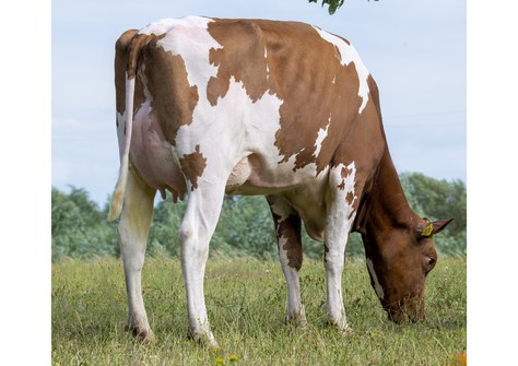 3STAR Visstein Adola Red VG-87