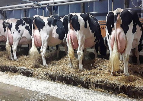 4 EX daughters Nipponia R D Lizabeth (Elenor EX-90-Elizabeth EX-93-Elsie EX-90-Uno Electra EX-90) EX-96