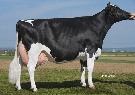 Sandy-Valley Fred Daggi VG-85