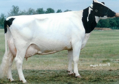 A Brookview Tony Charity EX-97