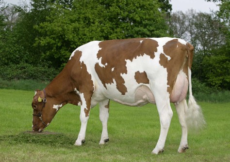 Aalshorst Geertje 75 VG-88