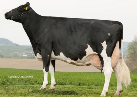 AHA Rubens Carla EX-95