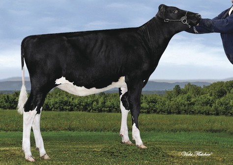 Aija Supersire Makea VG-86 Aija Supersire Makea VG-86