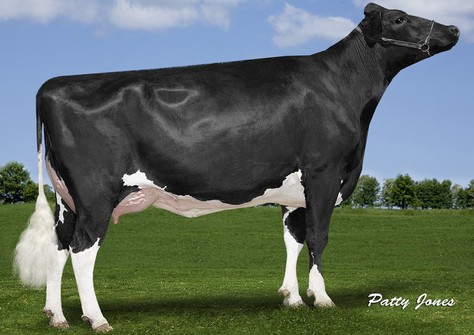 Aija Supersire Makea VG-86