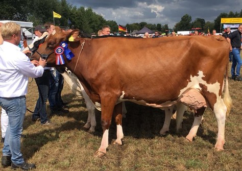 Visstein Akim P Red VG-88