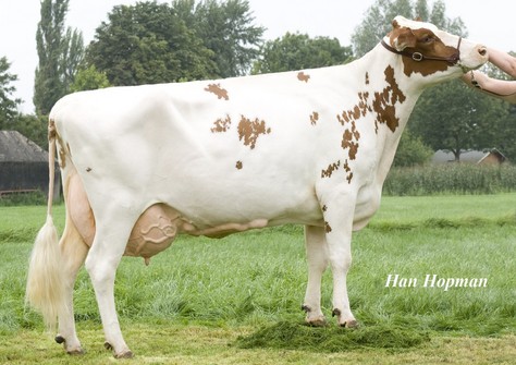 Alumette Red VG-89