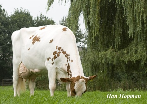 Alumette Red VG-89