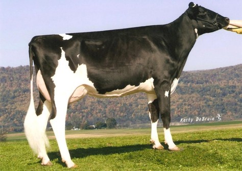 Ammon Farms Mac Classic EX-92