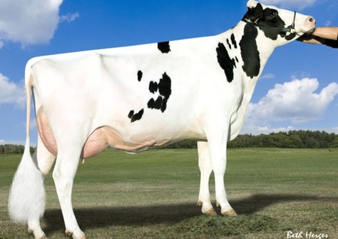 Ammon-Peachey Shana VG-87