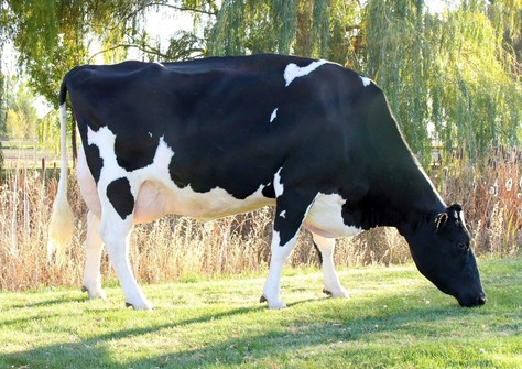 Ammon-Peachey Shauna EX-92