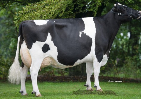 Anderstrup DG Calico VG-86