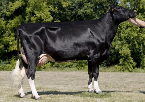 Anderstrup Didrik Carine EX-92 Anderstrup Didrik Carine EX-92