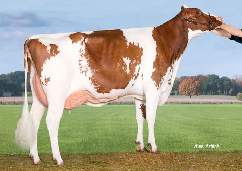 Anderstrup Nugget Dana Red VG-88