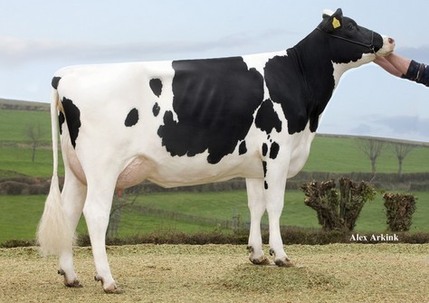 Apina Massia 172 VG-87