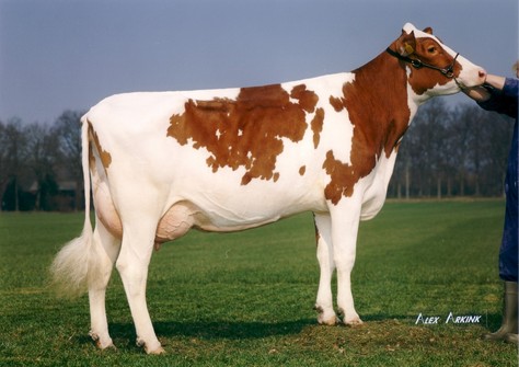 Apina Massia 20 VG-89