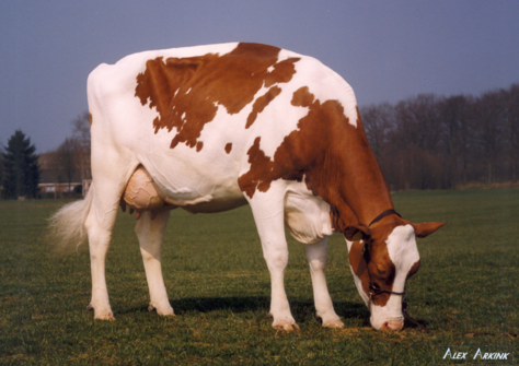 Apina Massia 20 VG-89