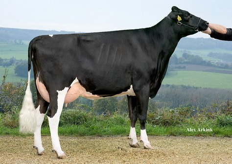 Apina Nadja 4 VG-85