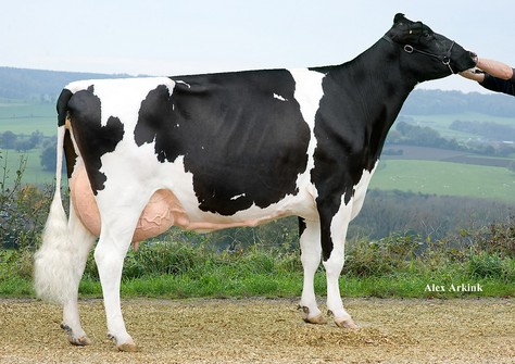 Apina Nadja TV VG-89