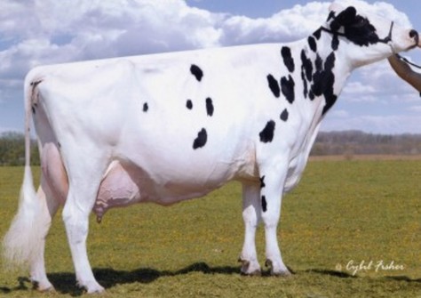 Astrahoe LJ Rosa Rebel EX-92