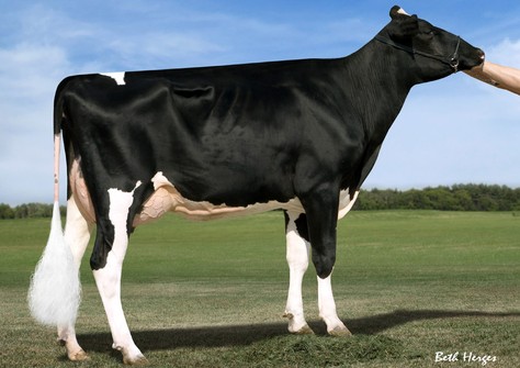 Co-Vista Atwood Desire EX-90