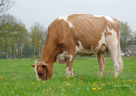Auchensala Unstopabull Mojito Red VG-87
