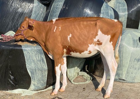 3STAR Laurentien Red 