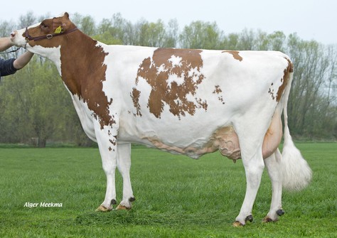 Bacchus Aukje 426 Red VG-86