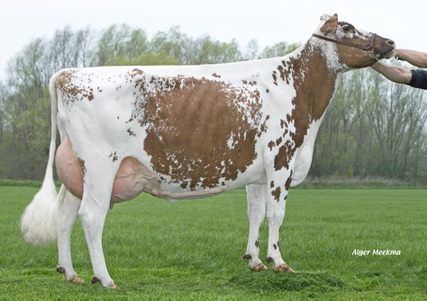 Bacchus Aukje 448 W Red VG-87