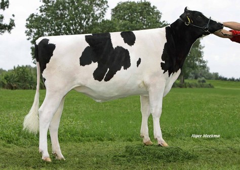 Bacchus Chennin VG-85 Bacchus Chennin VG-85