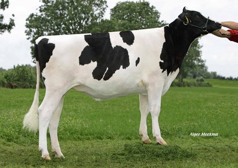 Bacchus Chennin VG-85