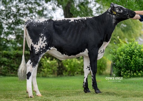 Bacchus HiPo S Gonda WR 