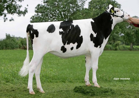 Bacchus Pepper 7 VG-87