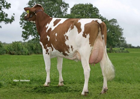 Bacchus Scarlet Z Red VG-87