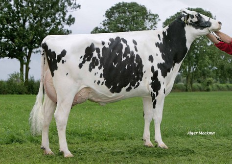 Bacchus Shiloh Z VG-87