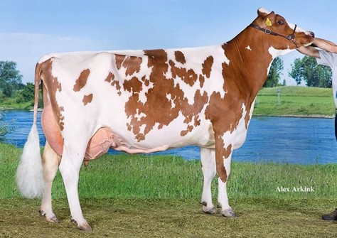 Barendonk Brasilera 12 EX-93