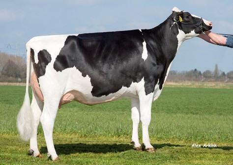 Barendonk Paulina 187 RDC VG-87