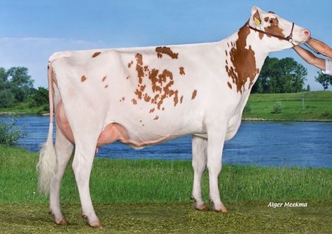 Barendonk Wilma 300 VG-89