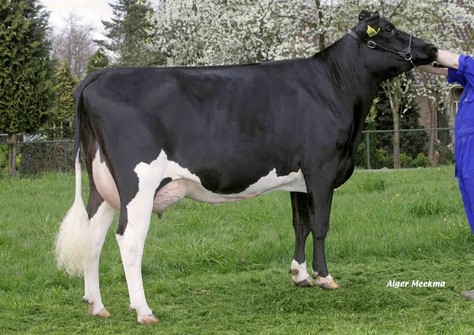 Barnkamper Octavia 37 VG-86