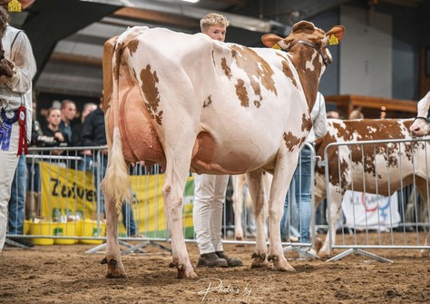 Batouwe Agnencia Red VG-87