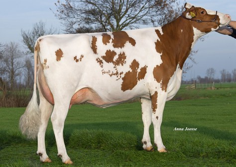 Batouwe Ailisha Salva Red VG-85