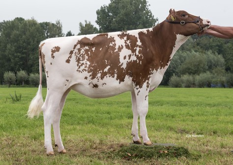 Batouwe Goldpower P Red 