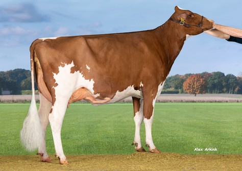 Batouwe Latenight Hopeful P Red VG-85 Batouwe Latenight Hopeful P Red VG-85