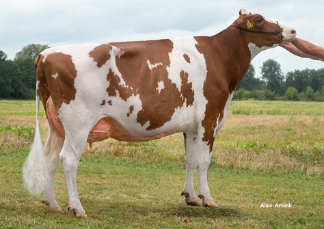 Batouwe Rager Fabiola VG-89 Batouwe Rager Fabiola VG-89