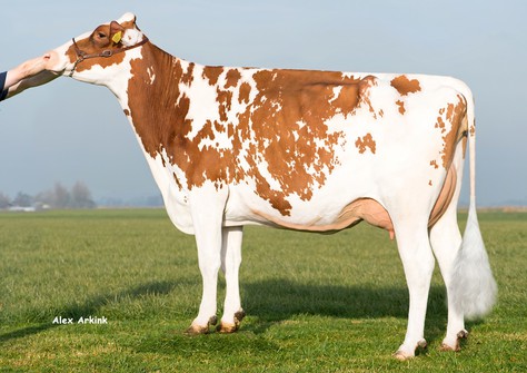 Batouwe Salsa Aiko Red VG-85